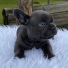 Photo №1. french bulldog - for sale in the city of Yerevan | negotiated | Announcement № 87444