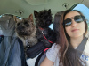 Photo №3. Cairn terrier puppies available. Romania