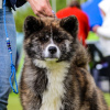 Photo №1. akita - for sale in the city of Minsk | 1000$ | Announcement № 20400