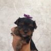 Photo №1. yorkshire terrier - for sale in the city of Brest | negotiated | Announcement № 61956