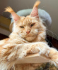 Photo №2 to announcement № 102664 for the sale of maine coon - buy in Germany breeder