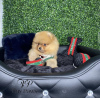 Photo №3. Fluffy Furballs Of Joy; Adorable Pomeranians Seeking Forever Homes. Austria