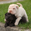 Photo №1. shar pei - for sale in the city of Валлетта | Is free | Announcement № 82064