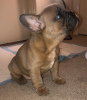 Photo №4. I will sell french bulldog in the city of Kassel. private announcement - price - 539$