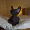 Photo №1. sphynx cat - for sale in the city of Москва | 1200$ | Announcement № 109503