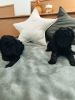 Photo №4. I will sell poodle (toy) in the city of Гамбург. private announcement - price - 2113$