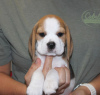 Photo №3. beagle puppies. Germany