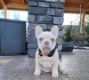 Photo №3. french bulldog. Germany