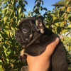 Additional photos: French bulldog carrier lilac