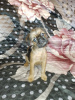 Photo №1. brussels griffon - for sale in the city of Munich | 676$ | Announcement № 56277
