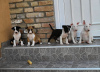 Photo №3. bull terrier puppies for sale. Russian Federation