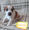 Photo №2 to announcement № 19354 for the sale of jack russell terrier - buy in Russian Federation private announcement