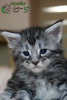 Photo №2 to announcement № 10933 for the sale of maine coon - buy in Russian Federation private announcement, from nursery, breeder