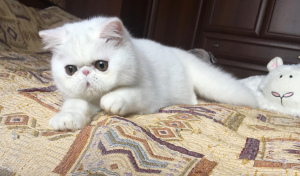 Photo №2 to announcement № 6086 for the sale of exotic shorthair - buy in Russian Federation from nursery