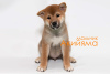 Photo №3. Shiba Inu puppies. Russian Federation