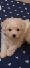 Photo №2 to announcement № 85862 for the sale of bichon frise - buy in Poland breeder