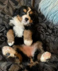 Photo №2 to announcement № 96952 for the sale of bernese mountain dog - buy in Finland private announcement