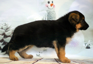 Additional photos: German Shepherd Puppy