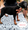 Photo №2 to announcement № 65582 for the sale of dobermann - buy in Uzbekistan private announcement