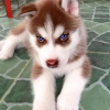 Photo №1. siberian husky - for sale in the city of Vantaa | 423$ | Announcement № 121020