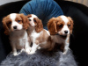Photo №1. cavalier king charles spaniel - for sale in the city of Looe | 426$ | Announcement № 11283