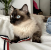 Photo №3. Ragdoll. Germany