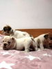 Photo №3. English bulldog puppies. Serbia