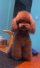 Photo №2 to announcement № 91602 for the sale of poodle (toy) - buy in Armenia from nursery, from the shelter