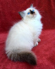 Photo №1. birman - for sale in the city of Prague | 497$ | Announcement № 13787