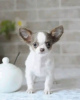 Photo №1. chihuahua - for sale in the city of Porto | 423$ | Announcement № 126678