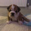 Photo №3. Healthy English Bulldog available now for adoption. Germany