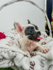 Photo №4. I will sell french bulldog in the city of Sremska Mitrovica. breeder - price - negotiated