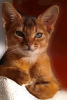 Photo №1. abyssinian cat - for sale in the city of Gomel | 658$ | Announcement № 8913