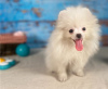 Photo №1. pomeranian - for sale in the city of Paris | Is free | Announcement № 12632