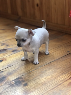 Additional photos: Chihuahua boy blue color