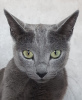 Photo №2 to announcement № 119139 for the sale of russian blue - buy in Azerbaijan private announcement