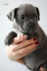Photo №1. staffordshire bull terrier - for sale in the city of Barnaul | negotiated | Announcement № 31469