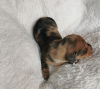 Photo №3. Zenki dachshund rabbit-miniature. Italy