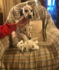 Photo №2 to announcement № 18215 for the sale of dalmatian dog - buy in Ukraine private announcement