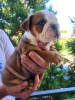 Additional photos: English bulldog