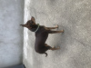 Photo №3. Purebred toy terrier puppy 1.5 years old Bonya. France