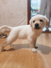 Additional photos: Labrador puppies