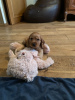Photo №3. Healthy American Cocker Spaniel puppies for sale. Germany