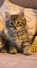 Photo №2 to announcement № 125423 for the sale of siberian cat - buy in Germany 