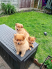 Photo №2 to announcement № 83580 for the sale of pomeranian - buy in United States private announcement