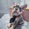 Photo №2 to announcement № 117661 for the sale of french bulldog - buy in Russian Federation private announcement