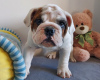 Photo №2 to announcement № 71259 for the sale of english bulldog - buy in Poland breeder