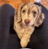 Photo №1. dachshund - for sale in the city of Bernkastel-Kues | negotiated | Announcement № 118735