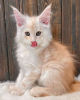 Photo №1. maine coon - for sale in the city of Sydney | 750$ | Announcement № 89832