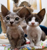 Photo №2 to announcement № 79246 for the sale of devon rex - buy in Germany breeder